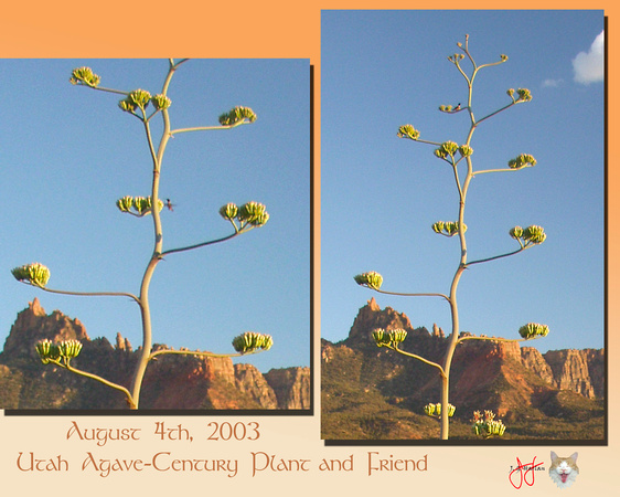 Utah Agave Centruy Plant With Hummingbird.jpg