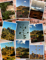 2003_0804 Tall Cactus