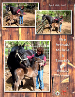 2007_0418 Tamera & Michell Horses