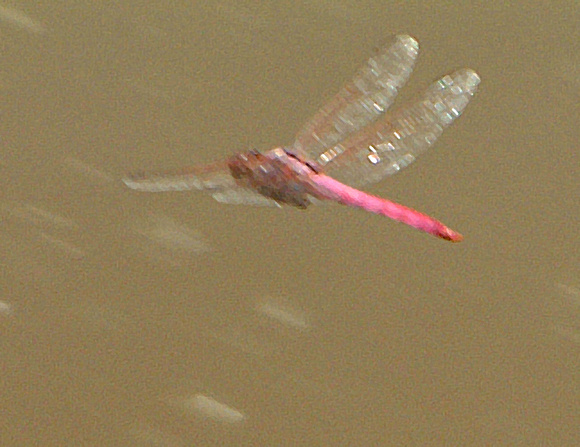 Dragonfly Purple.jpg
