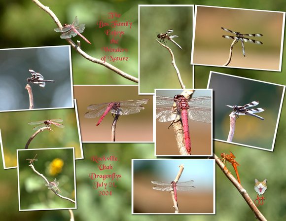 Dragonflys Collage.jpg