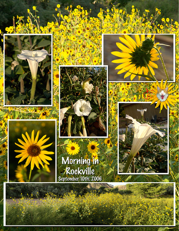 Sunflowers and Dactura.jpg