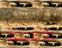 Cox Cows Corralled.jpg