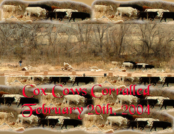 Cox Cows Corralled.jpg