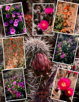 Wildflower Collage.jpg