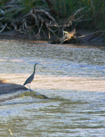 Blue Heron in Virgin River 2.jpg