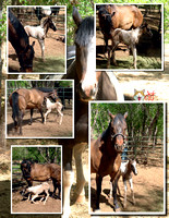 Horses 03.jpg