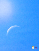 2012_0813 Lunar Occultation of Venus