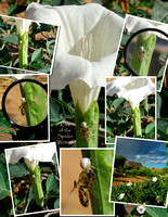 2003_0817 White spider and dacura collage.jpg