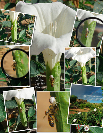 2003_0817 White spider and dacura collage.jpg