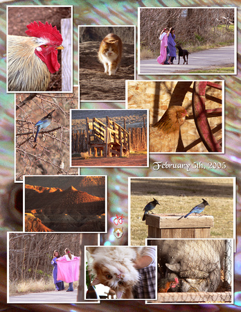 Birds Pig Wethead Collage.jpg