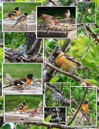 Birds Collage.jpg