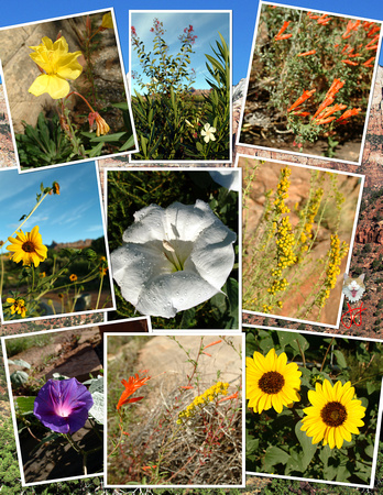 Flower Collage 2.jpg