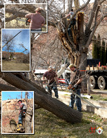 2008_0218 Tree Day in Rockville