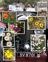 Bentely and Flowers Collage.jpg