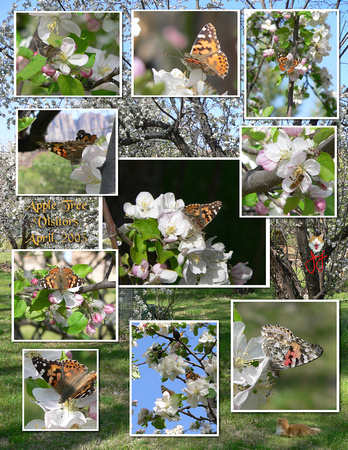 Moths Collage.jpg