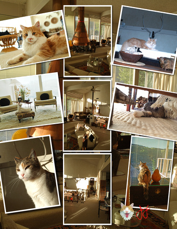 Cat Collage.jpg