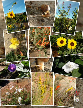 Flower Collage.jpg